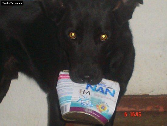 Foto del perro Ringo