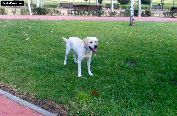 Foto del perro Bond