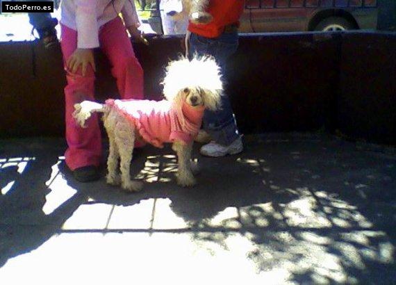 Foto del perro Brisa