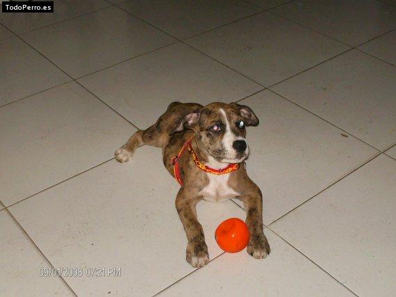 Foto del perro Juana maria