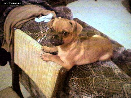 Foto del perro Rocket