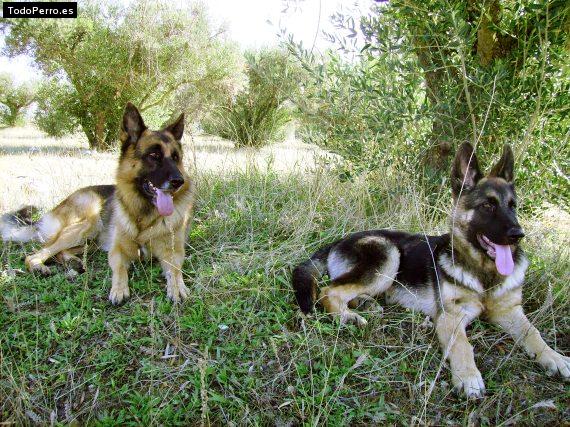 Foto del perro Danko y rocky