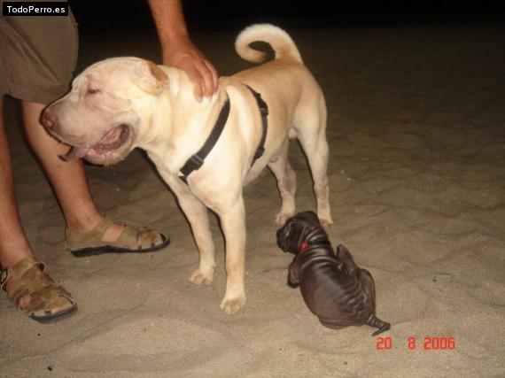 Foto del perro Pepe y lola