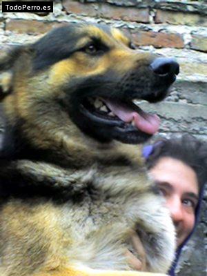 Foto del perro Neron