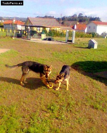 Foto del perro Rex y taia