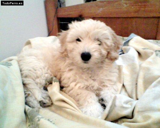 Foto del perro Scooby