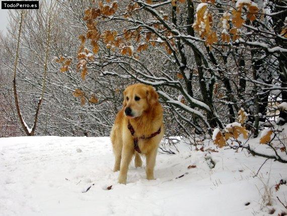 Foto del perro Teddy