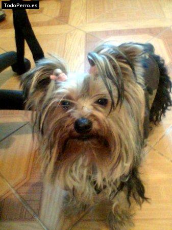Foto del perro Bufy