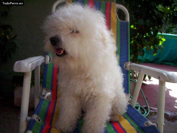 Foto del perro Nicki