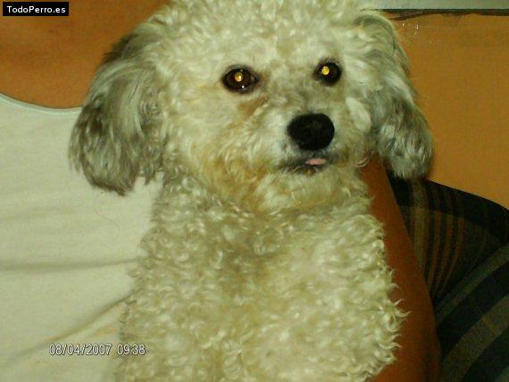 Foto del perro Spooky
