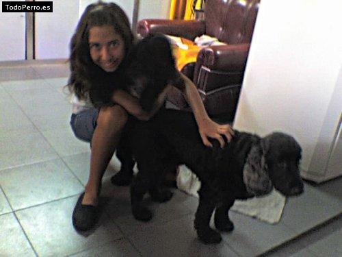 La foto del perro Coca y black Foto del perro Coca y black