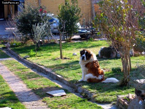 Foto del perro Pancho