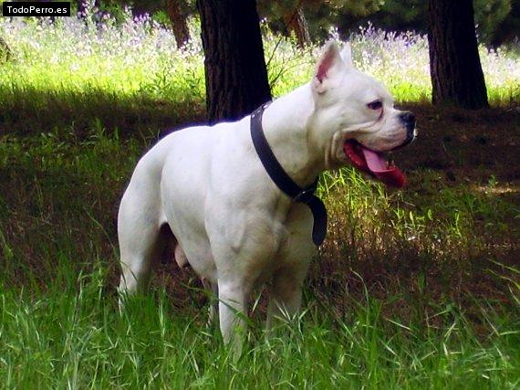 Foto del perro Remok