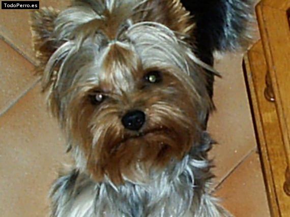 Foto del perro Bobby