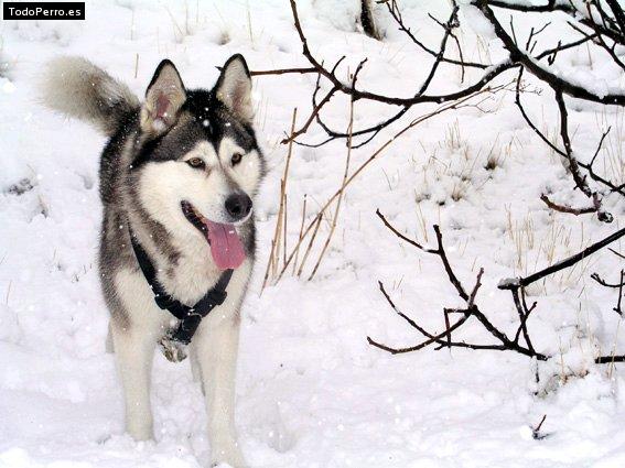 Foto del perro Yango