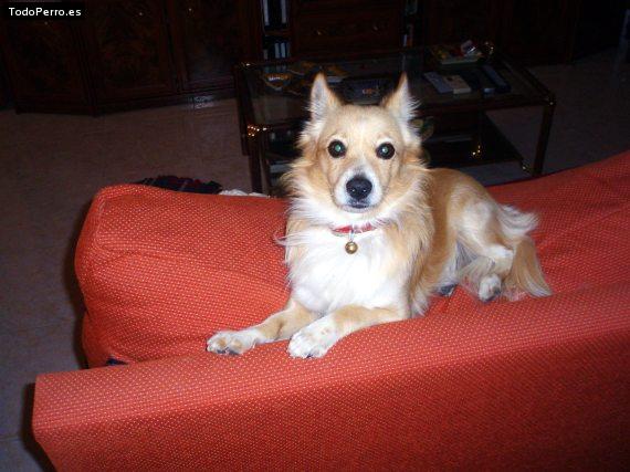 Foto del perro Rony
