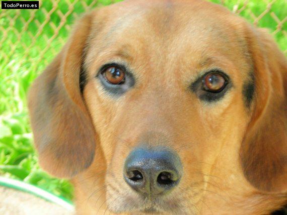 Foto del perro Buddy