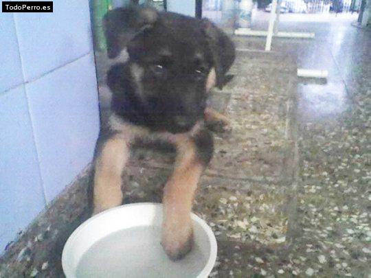 Foto del perro Maia