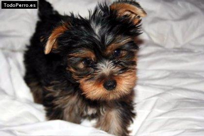 Foto del perro Romeo