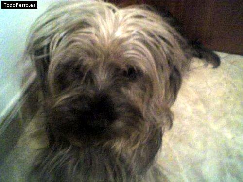 Foto del perro Neo