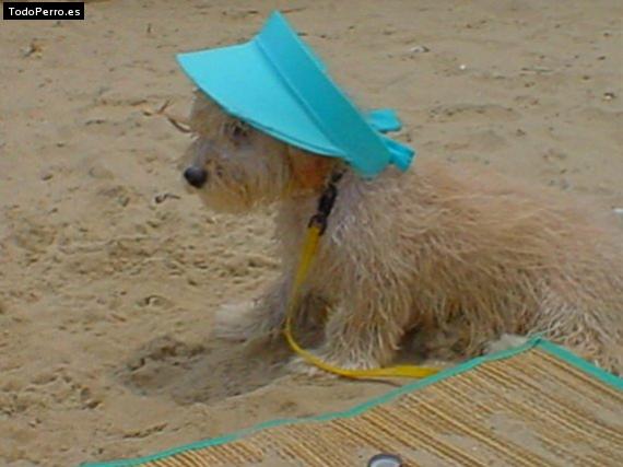 La foto del perro Champagne Foto del perro Champagne