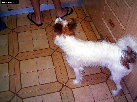 Foto del perro Roni