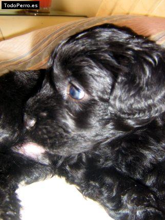 La foto del perro Jeiko Foto del perro Jeiko