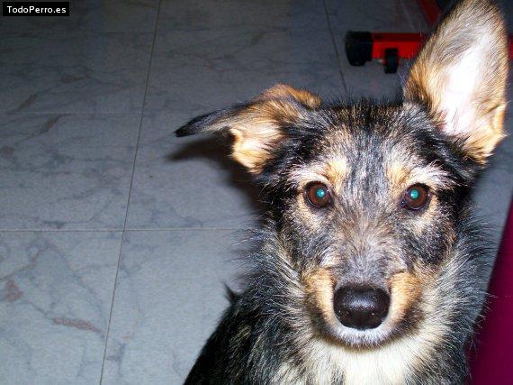 Foto del perro Nut