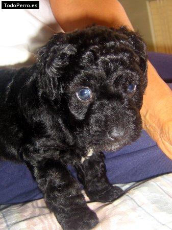 Foto del perro Blaky