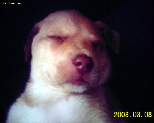 Foto del perro Shadow