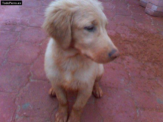 Foto del perro Rocko