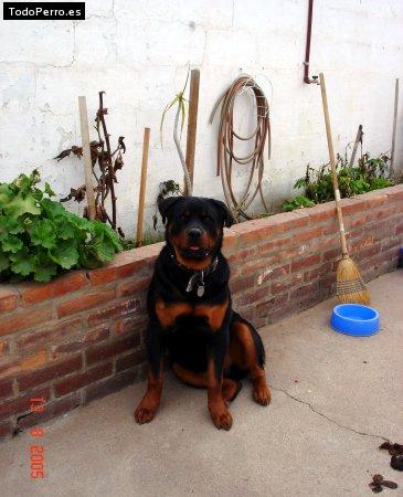 Foto del perro Draco