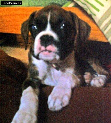 Foto del perro Maru