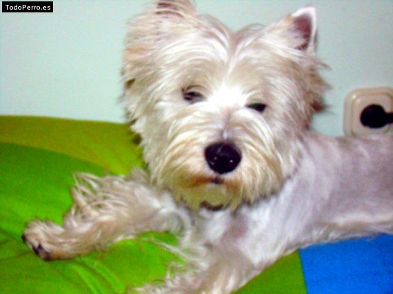 Foto del perro Brujo