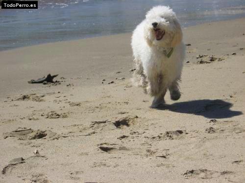 Foto del perro Martin