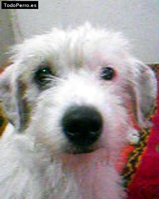 Foto del perro Jazmin