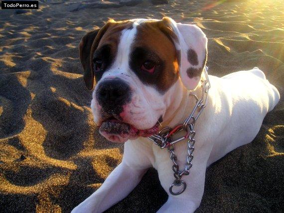 Foto del perro Ninja