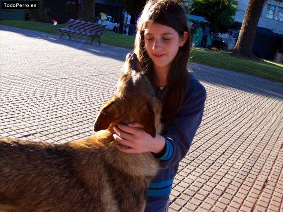 Foto del perro Brownie