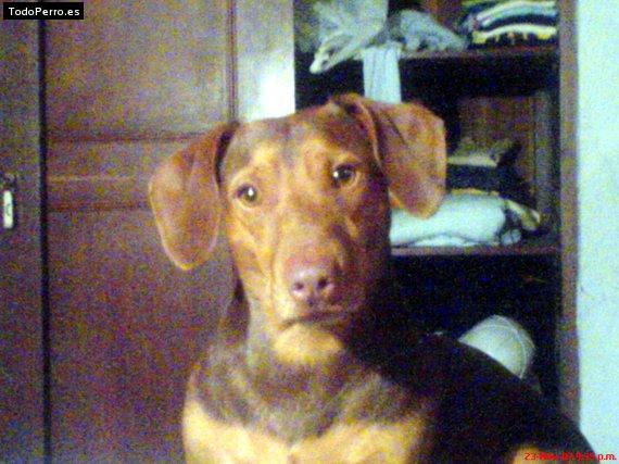 Foto del perro Morocoto