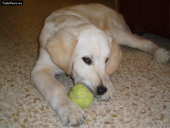 Foto del perro Gepetto