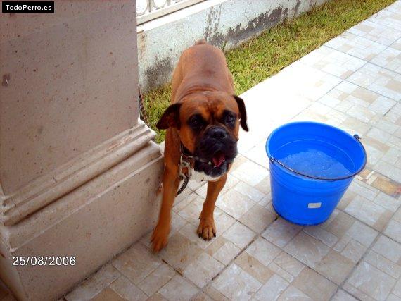 Foto del perro Capy