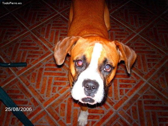 Foto del perro Bingo