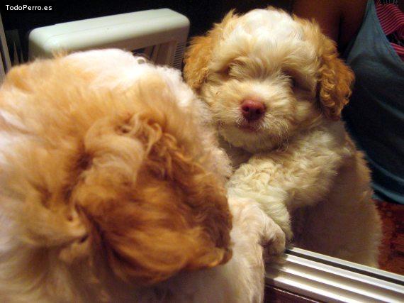 Foto del perro Scott