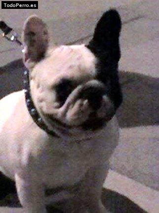 Foto del perro Nico
