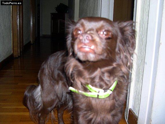 Foto del perro Mona