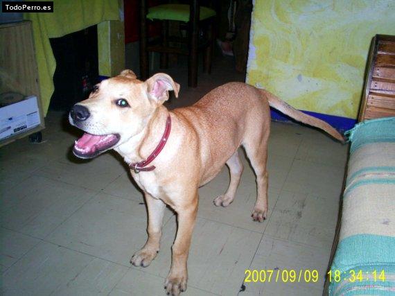 Foto del perro Firpo