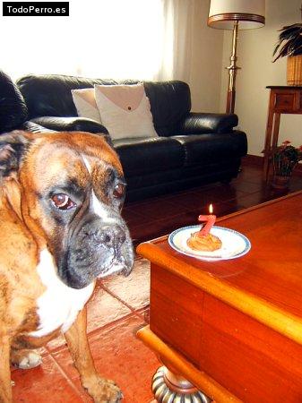 Foto del perro Elliot