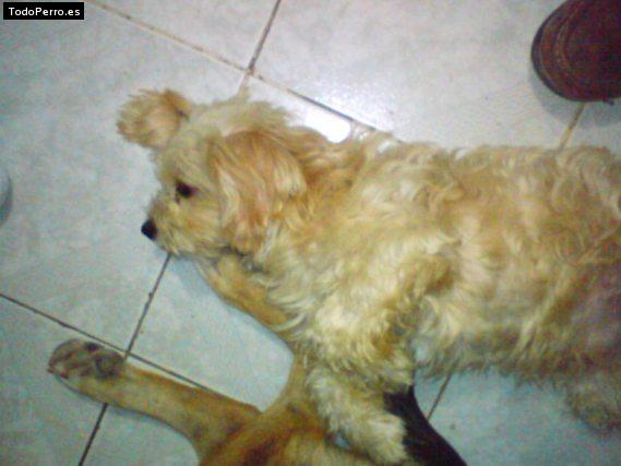 Foto del perro Bebe
