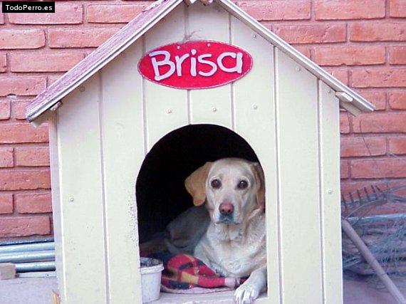 Foto del perro Brisa