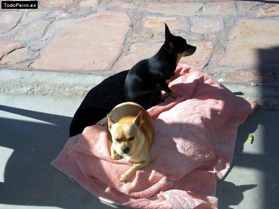 Foto del perro Cuky y chiky